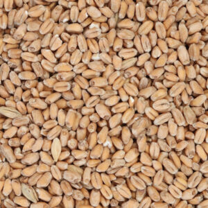 Wheat Malt (Trigo Malteado)